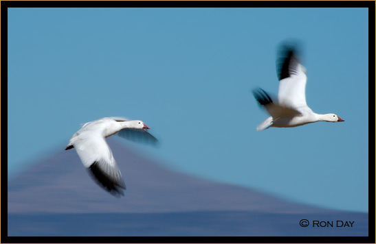 Snow Geese in Flight, Bosque del Apache